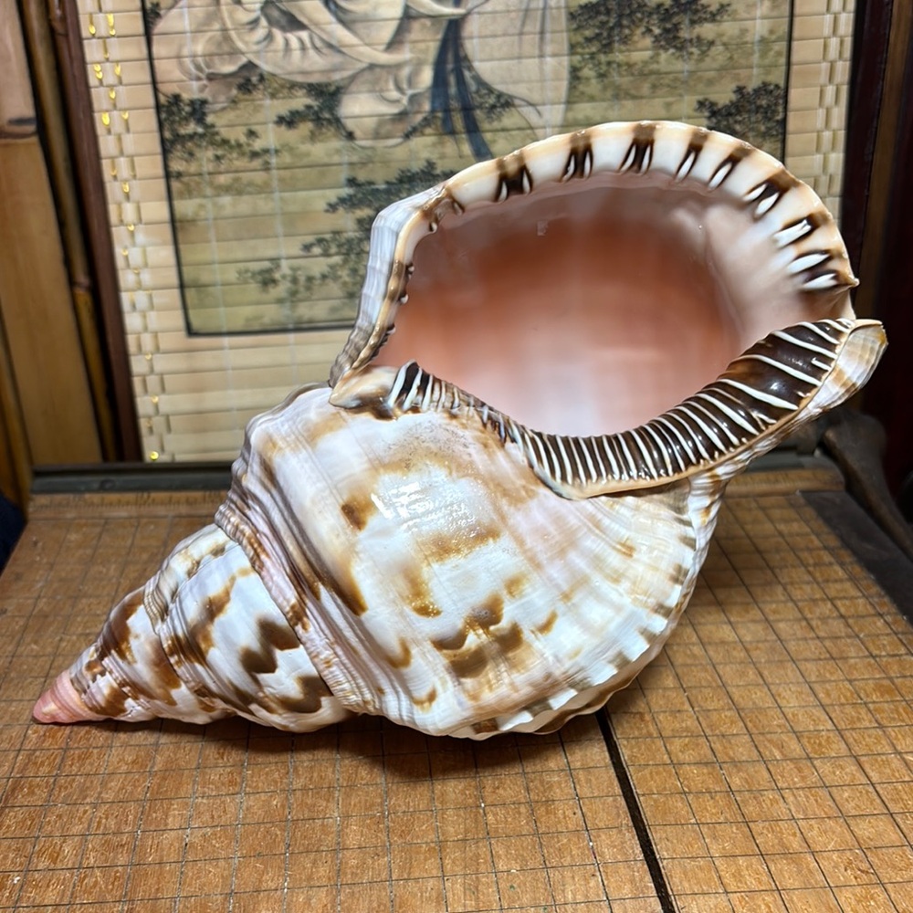 Triton Trumpet Shell 1lb 10.7oz Natural Cream Brown Seashell 9.5”Lx5.25”Wx4.5”H